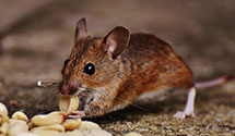 24 Hour & Emergency Exterminators in Thurston, OH